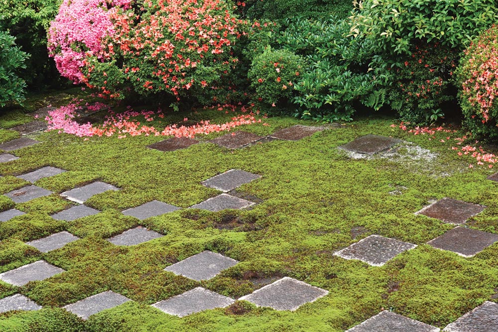 moss and algae removal treatment