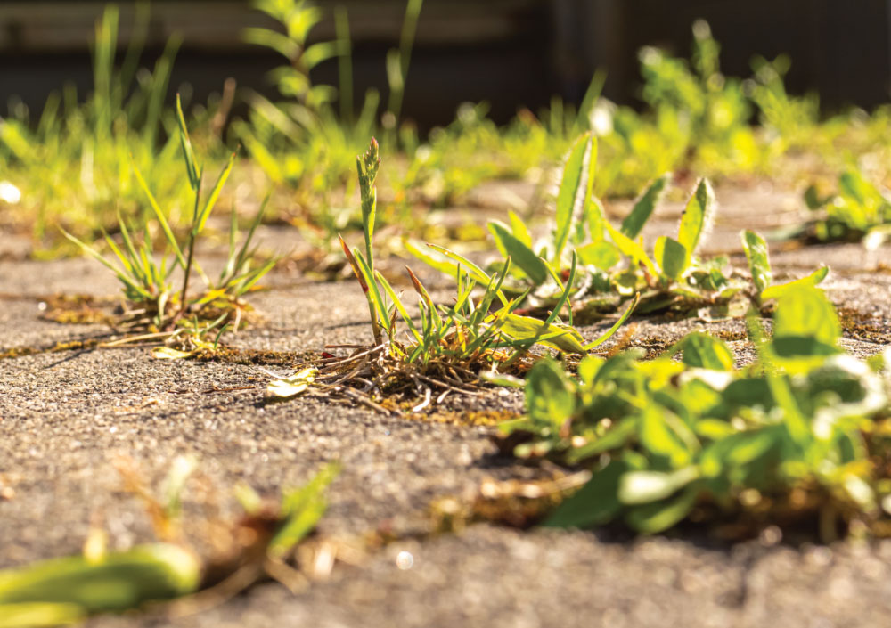 garden weed removal services Manchester