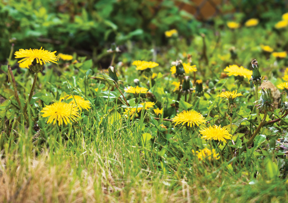 garden weed removal